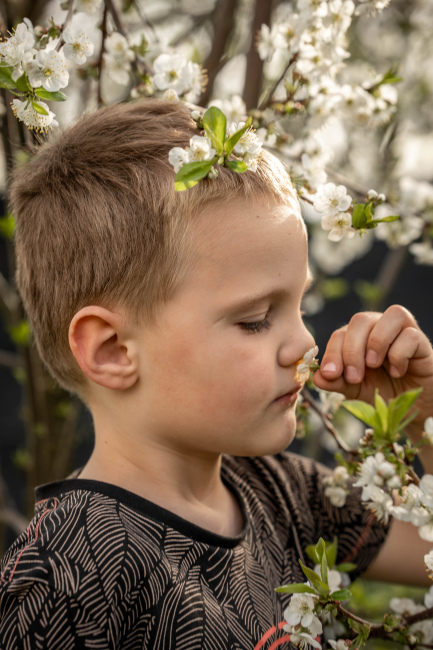 Foto 11 aus Kirschbaum - BEE - Professionelle Fotografie von AndreaGebing