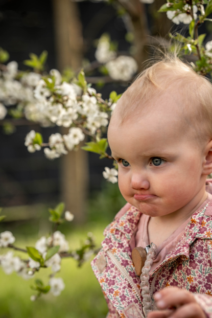 Foto 18 aus Kirschbaum - BEE - Professionelle Fotografie von AndreaGebing