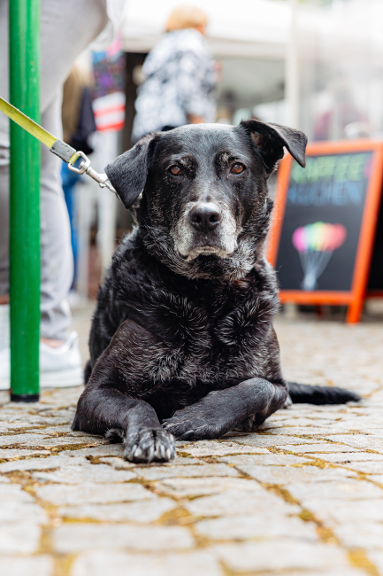 Foto 20 aus Vaddertach 2025 - Professionelle Fotografie von DieBuschspatzen