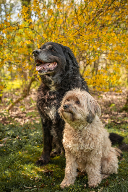 Foto 19 aus Max & Milo - Professionelle Fotografie von AndreaGebing