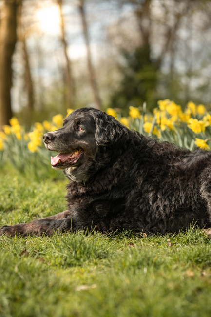 Foto 12 aus Max & Milo - Professionelle Fotografie von AndreaGebing