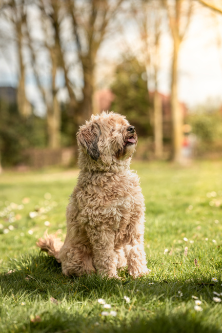 Foto 16 aus Max & Milo - Professionelle Fotografie von AndreaGebing