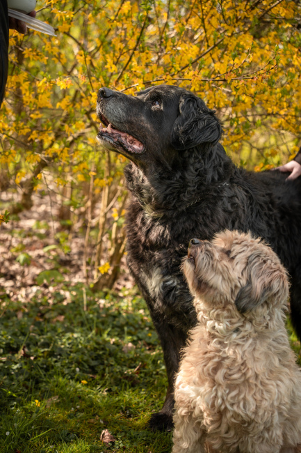 Foto 17 aus Max & Milo - Professionelle Fotografie von AndreaGebing