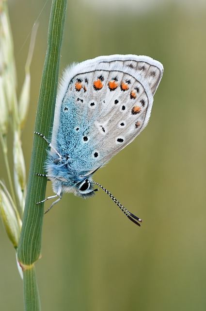 Beispielgalerie - Bild