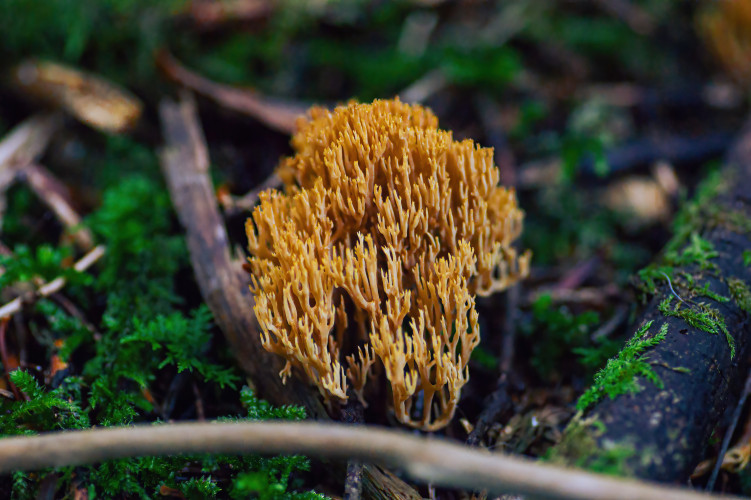 Bild fVt7qU6qLoOwak01HX4vdGBLAZIJrCwq6185yXeH