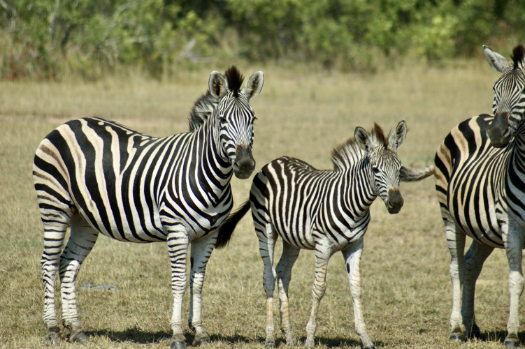 Bild p6s3LQLbnieYCTAedskU1mATTrzihceiDDY6CVBL