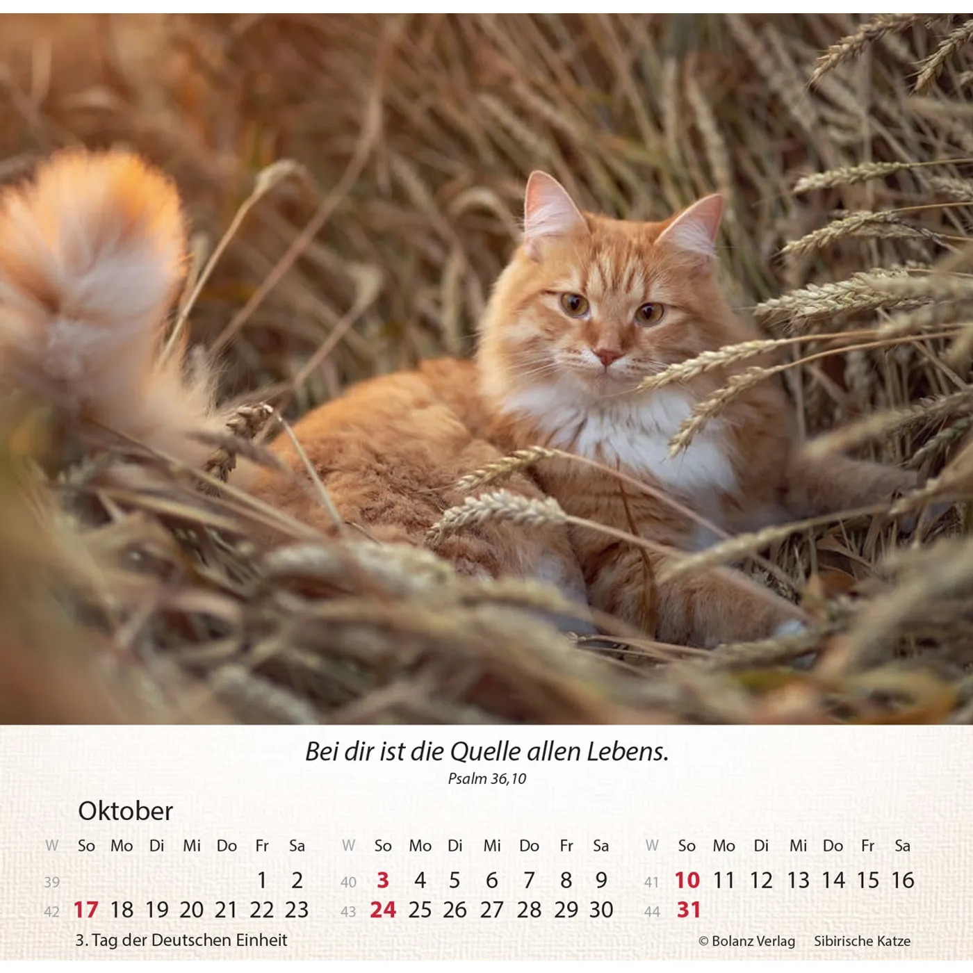 Katzen 2027 - Tischkalender