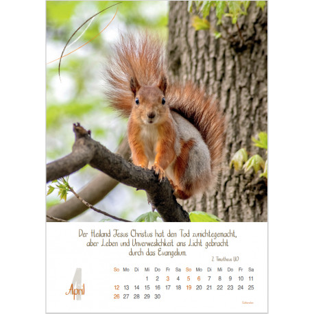 Natur 2026 - Wandkalender