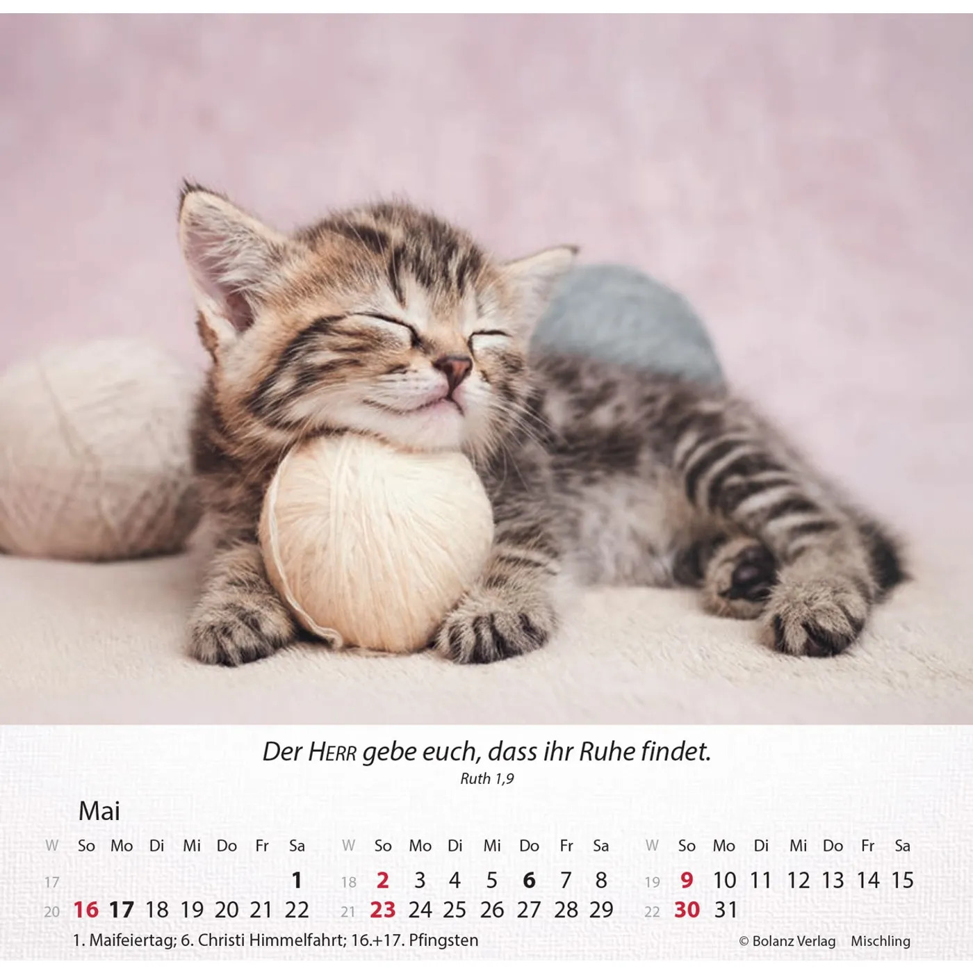 Katzen 2027 - Tischkalender