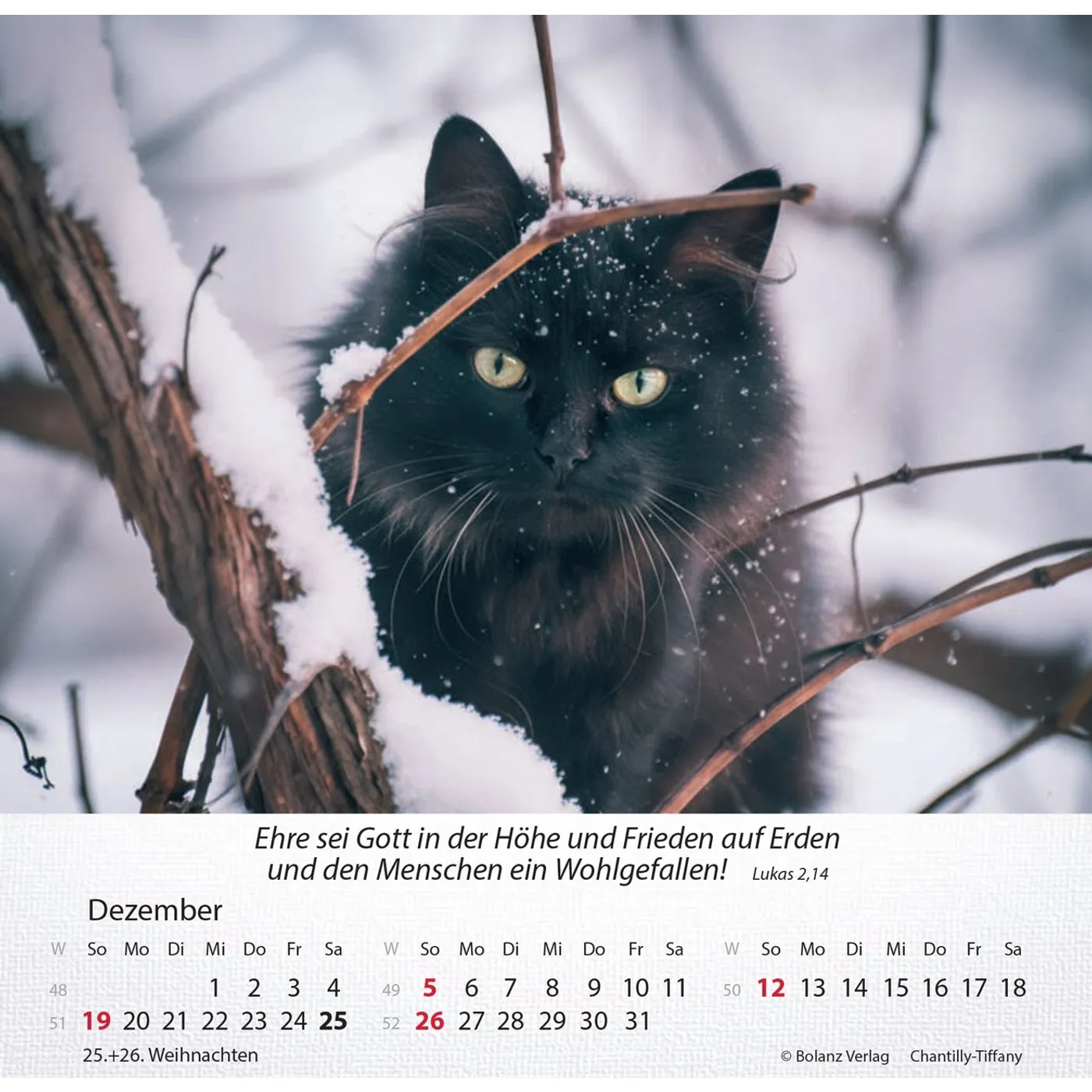 Katzen 2027 - Tischkalender