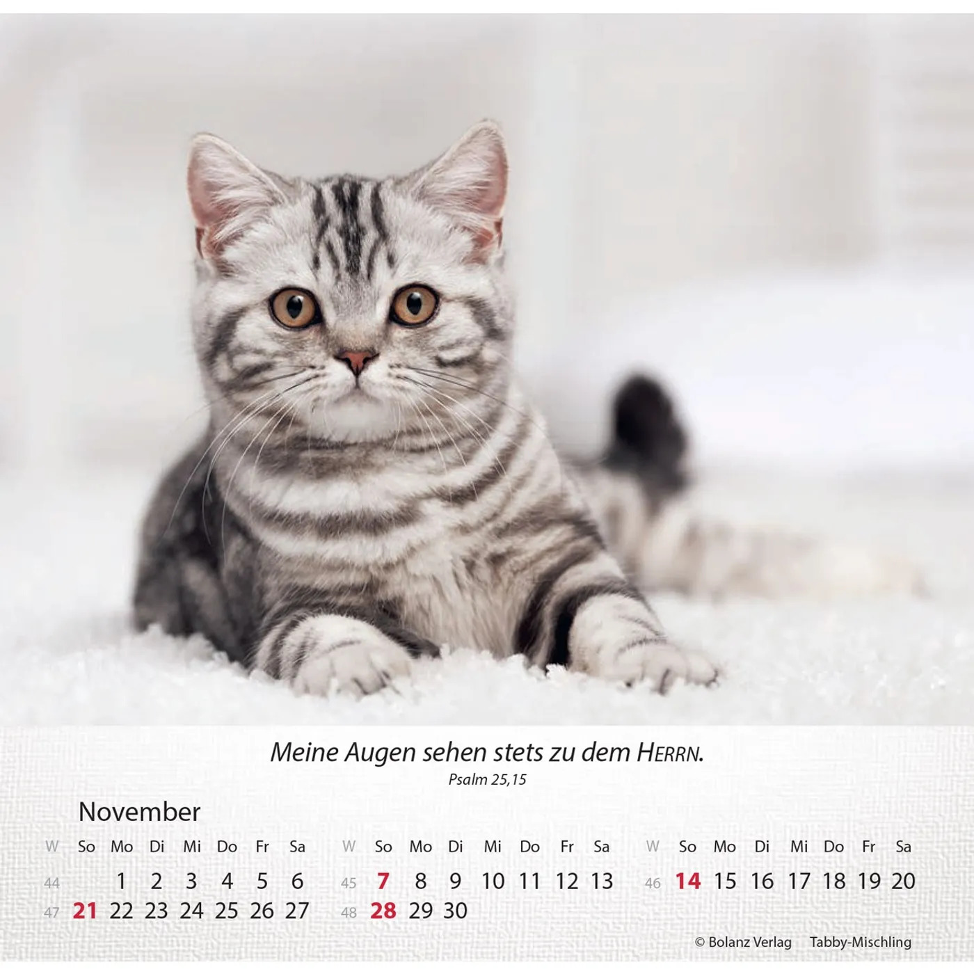 Katzen 2027 - Tischkalender