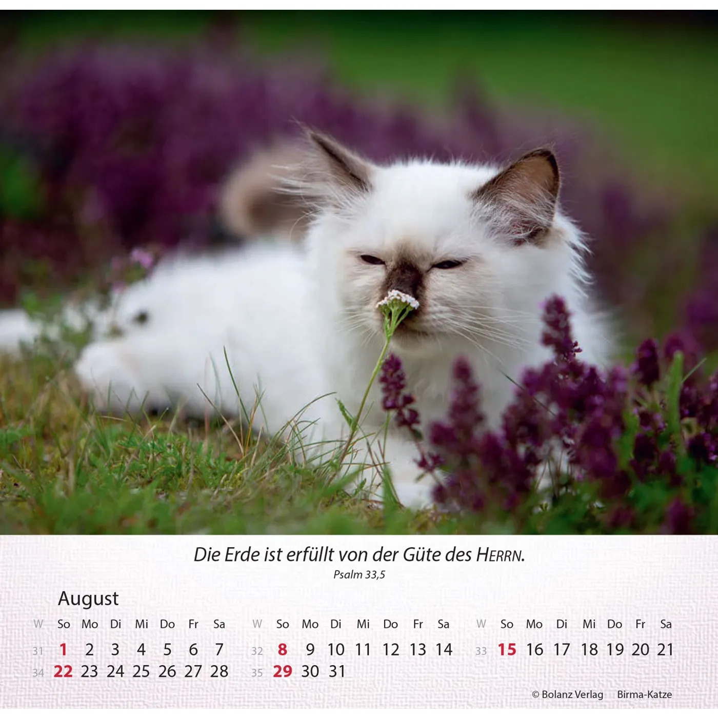 Katzen 2027 - Tischkalender