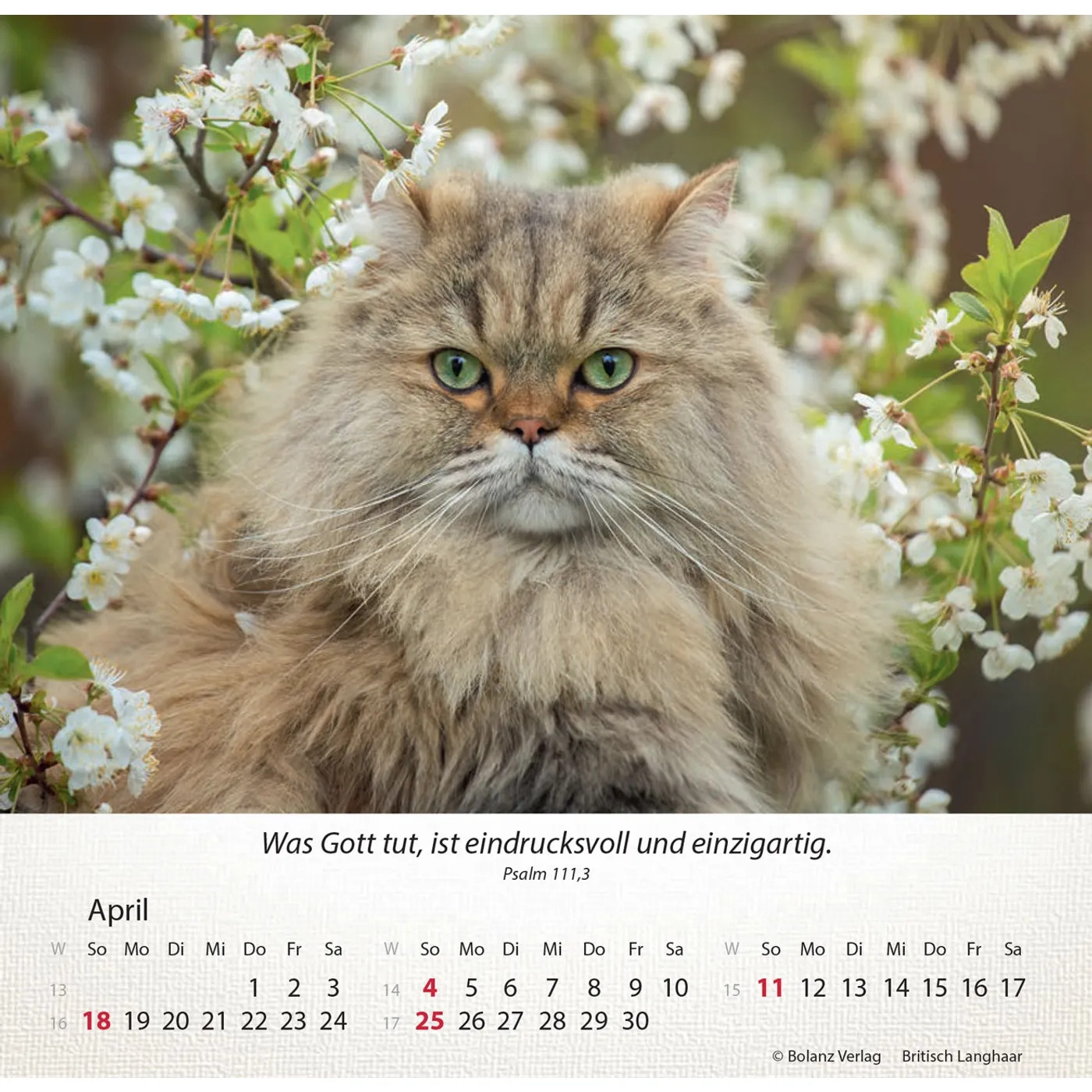 Katzen 2027 - Tischkalender