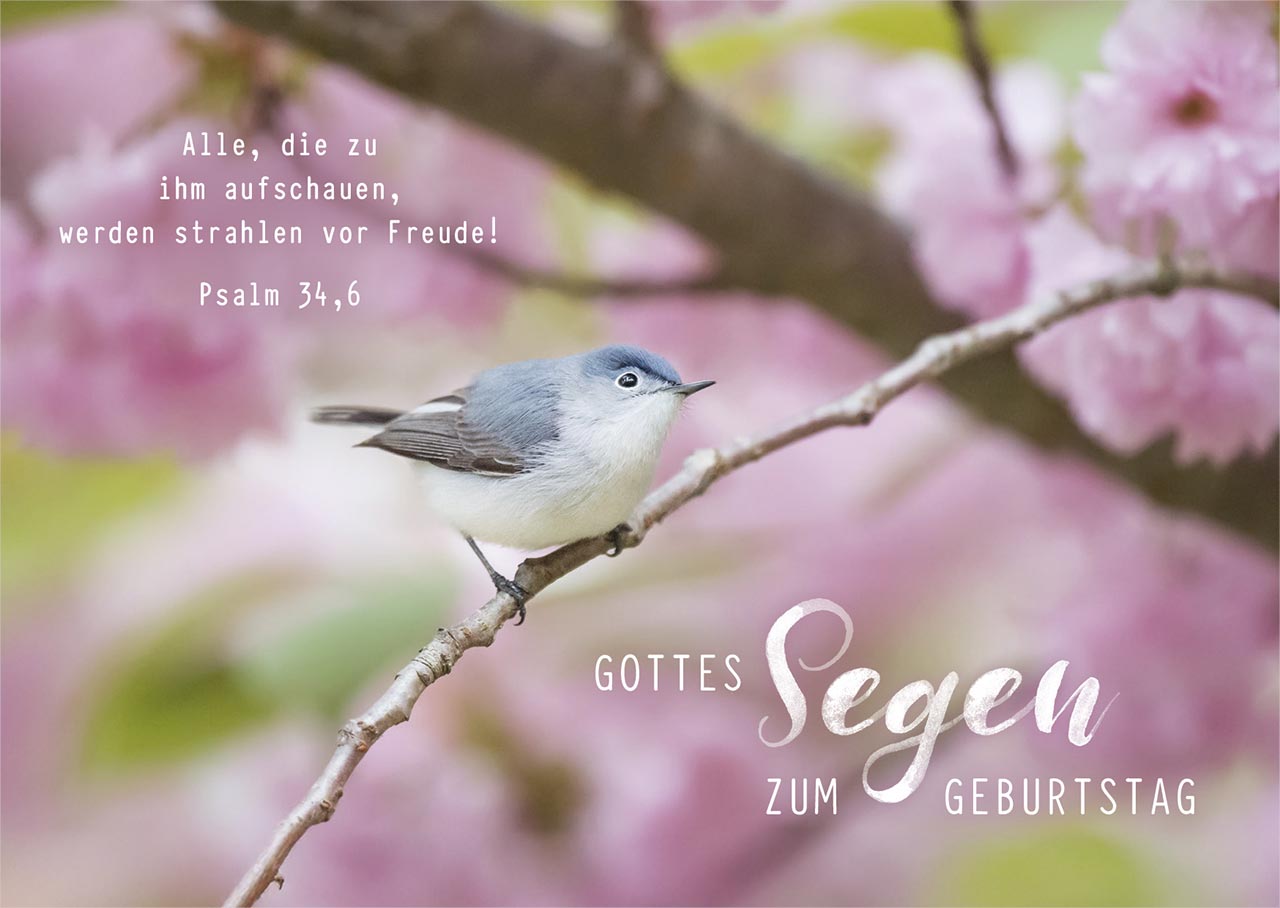 Postkarte Geburtstag - Vögelchen (12 Ex.)