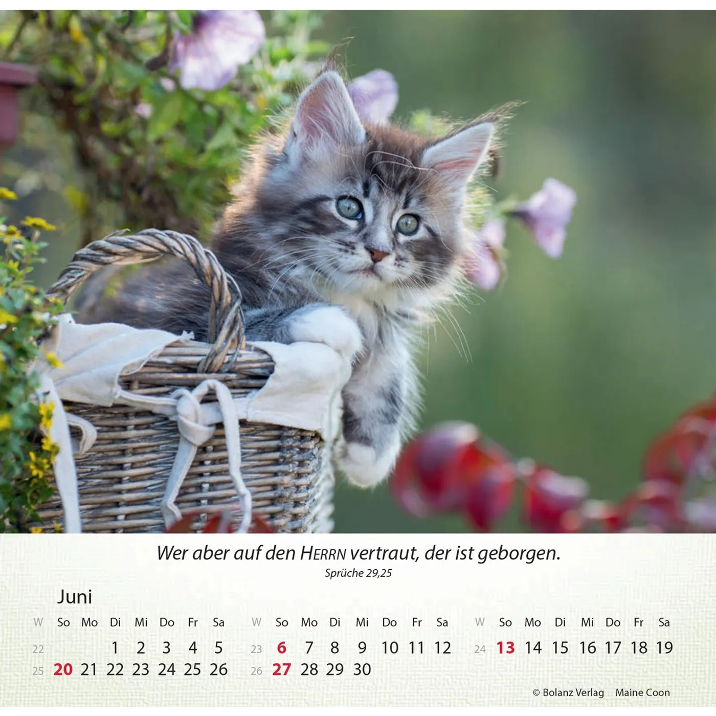 Katzen 2027 - Tischkalender