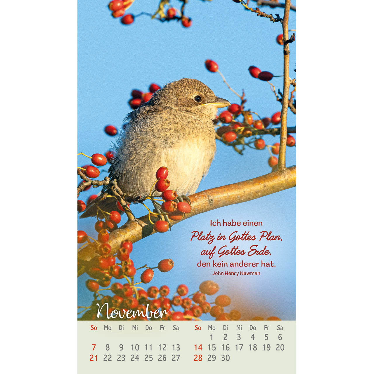 Beflügelt und geborgen 2027 - Postkartenkalender