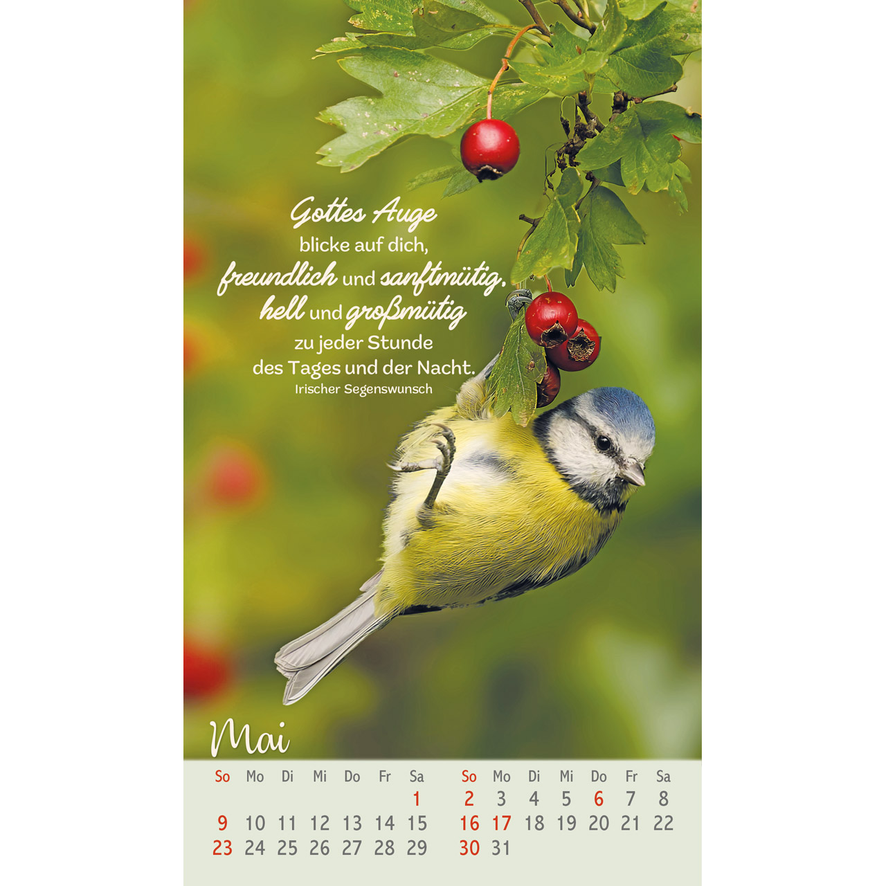 Beflügelt und geborgen 2027 - Postkartenkalender