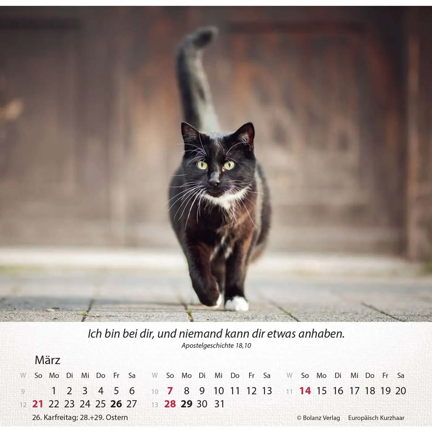 Katzen 2027 - Tischkalender