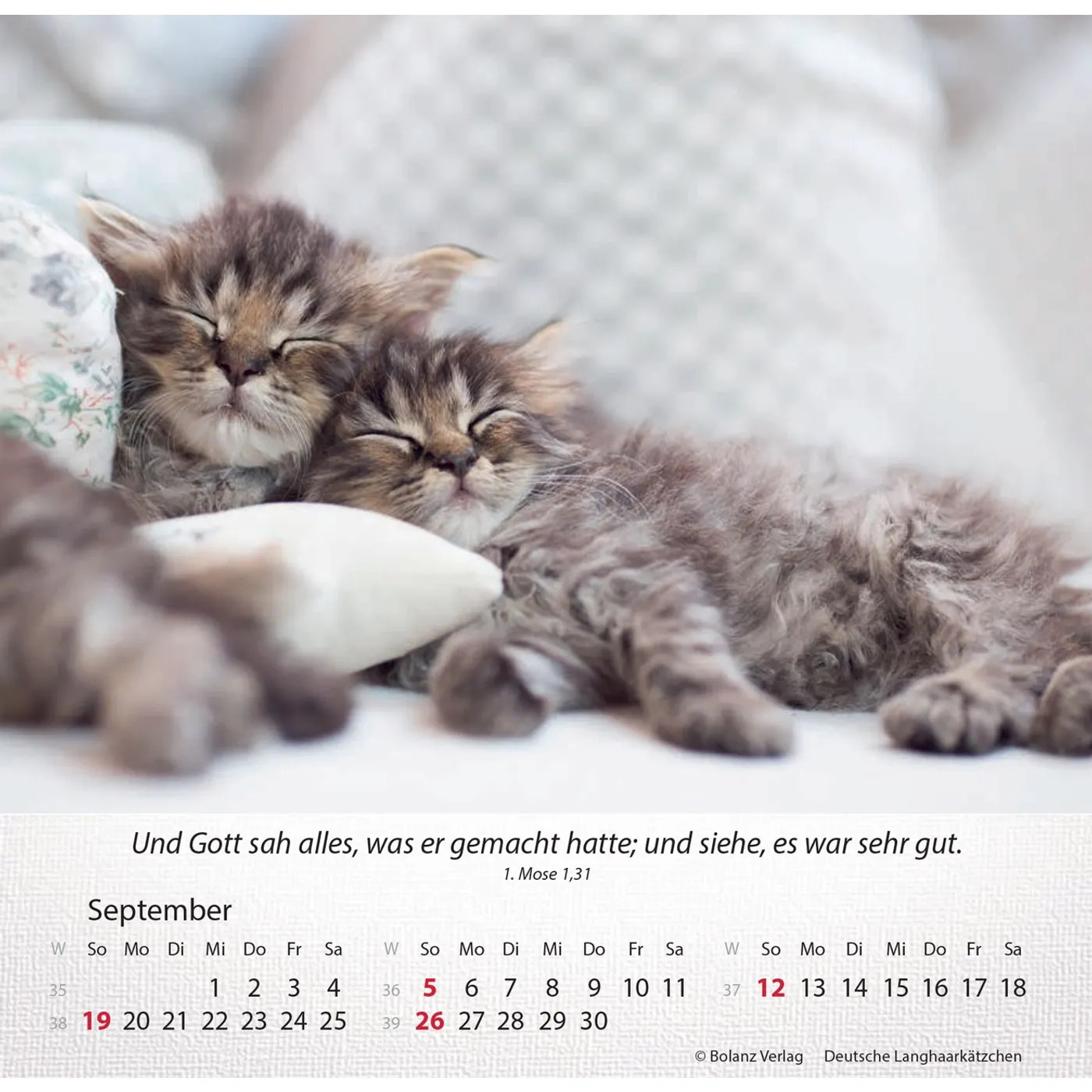 Katzen 2027 - Tischkalender