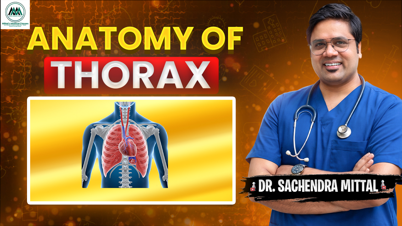 Thorax Anatomy