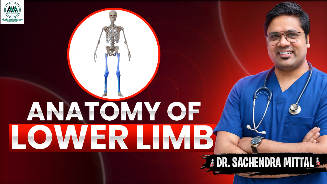 Lower Limb Gross Anatomy for Undergraduates 