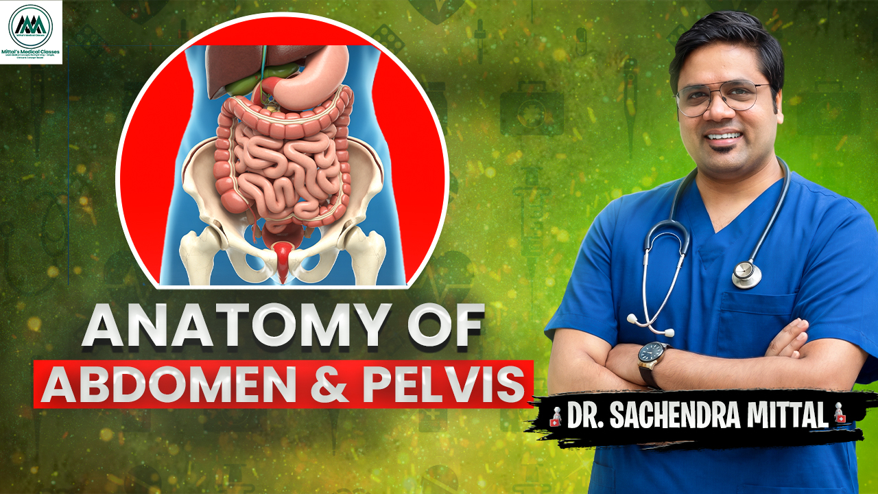 Abdomen & Pelvis Anatomy 