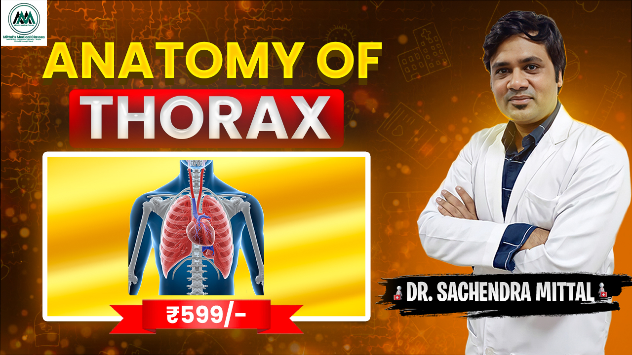 Thorax Anatomy