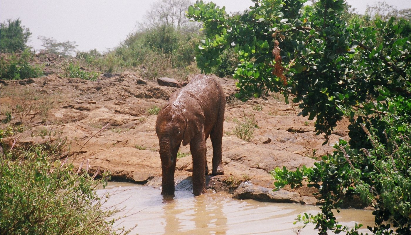 Meet Kipikee, an orphaned baby elephant. #naturepbs #wildlife #animals #Elmo #elephant