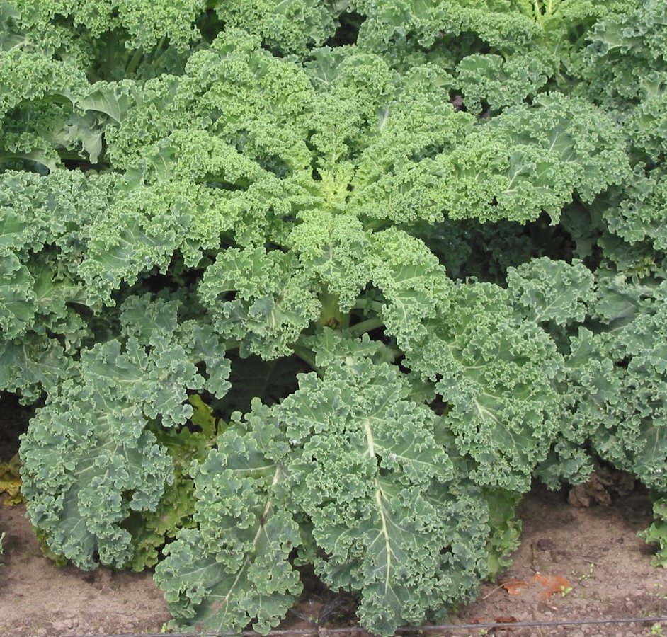 40 kale recipes for healthy lunches, hearty dinners and easy sides