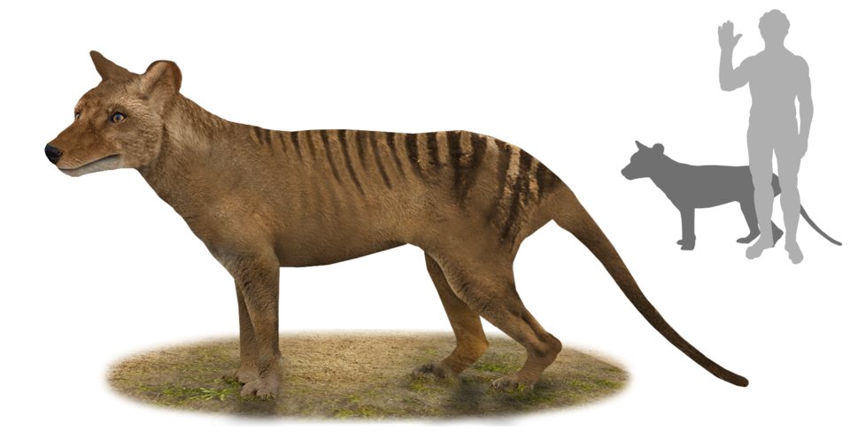 Thylacine Skull Points to a Predator Unlike Any Living Mammal