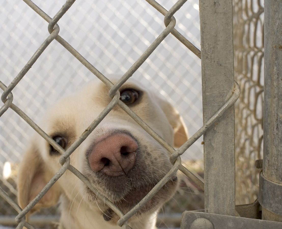 Onderzoek naar klachten over slechte behandeling van honden in dierenasiel van Vorst