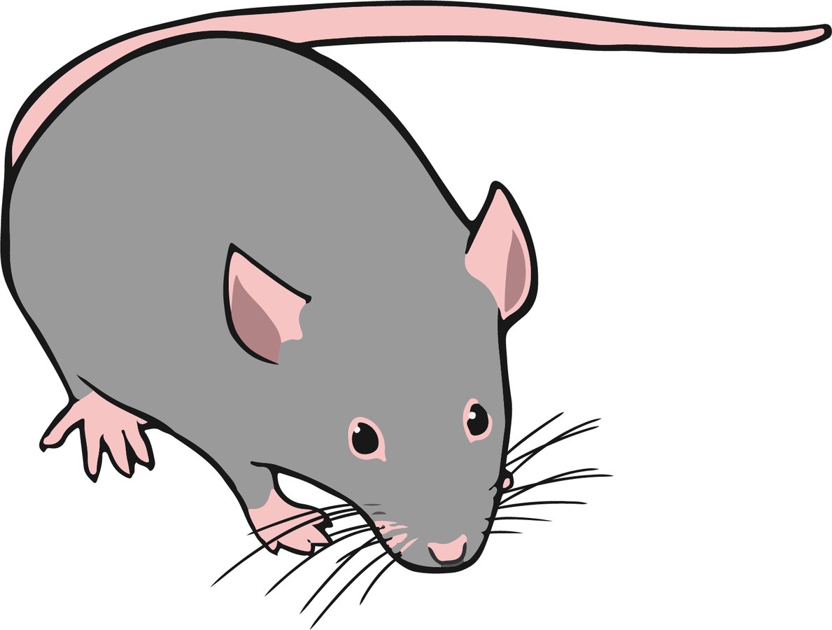 Oropouche Virus Causes Severe Congenital Damage in Mouse Embryos