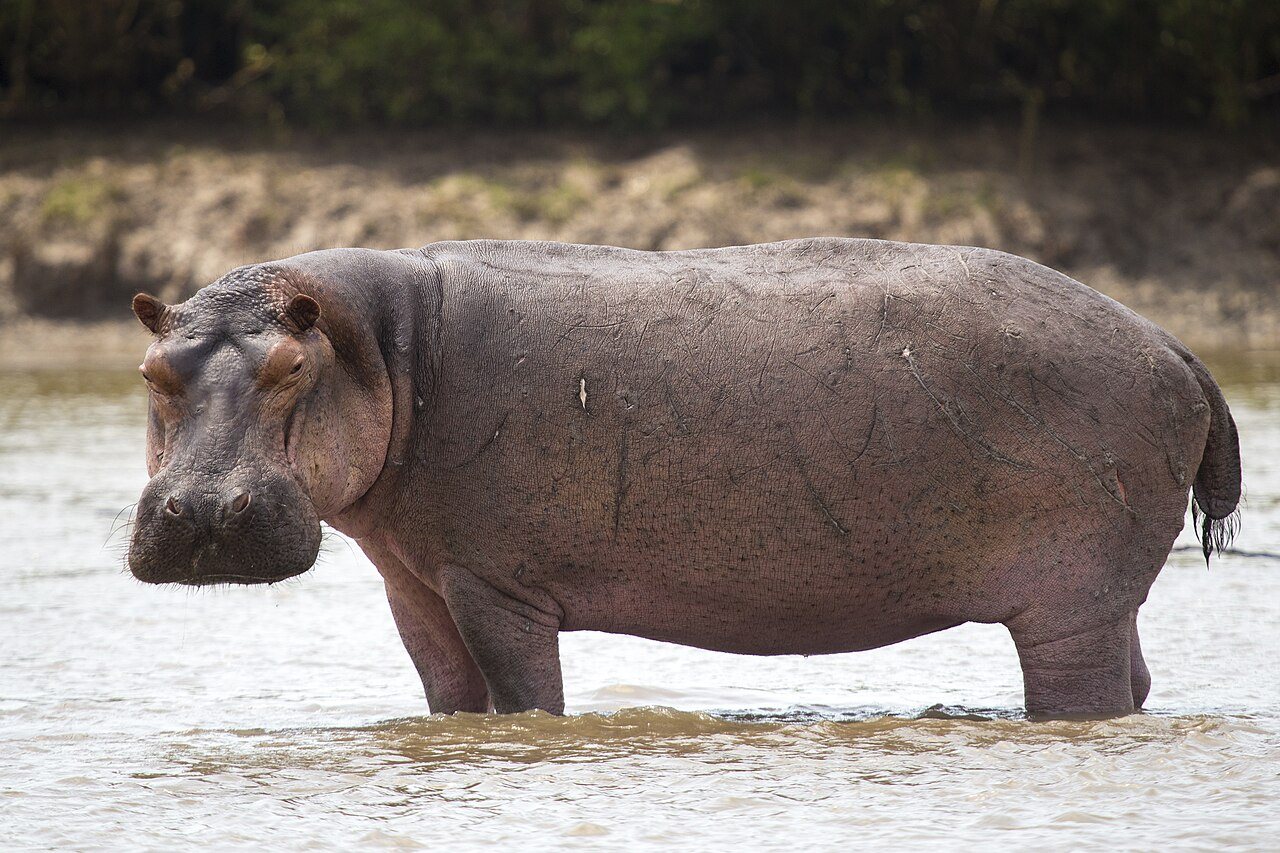 It’s the only African land mammal that mates in water! #naturepbs #wildlife #animals #stem #learn