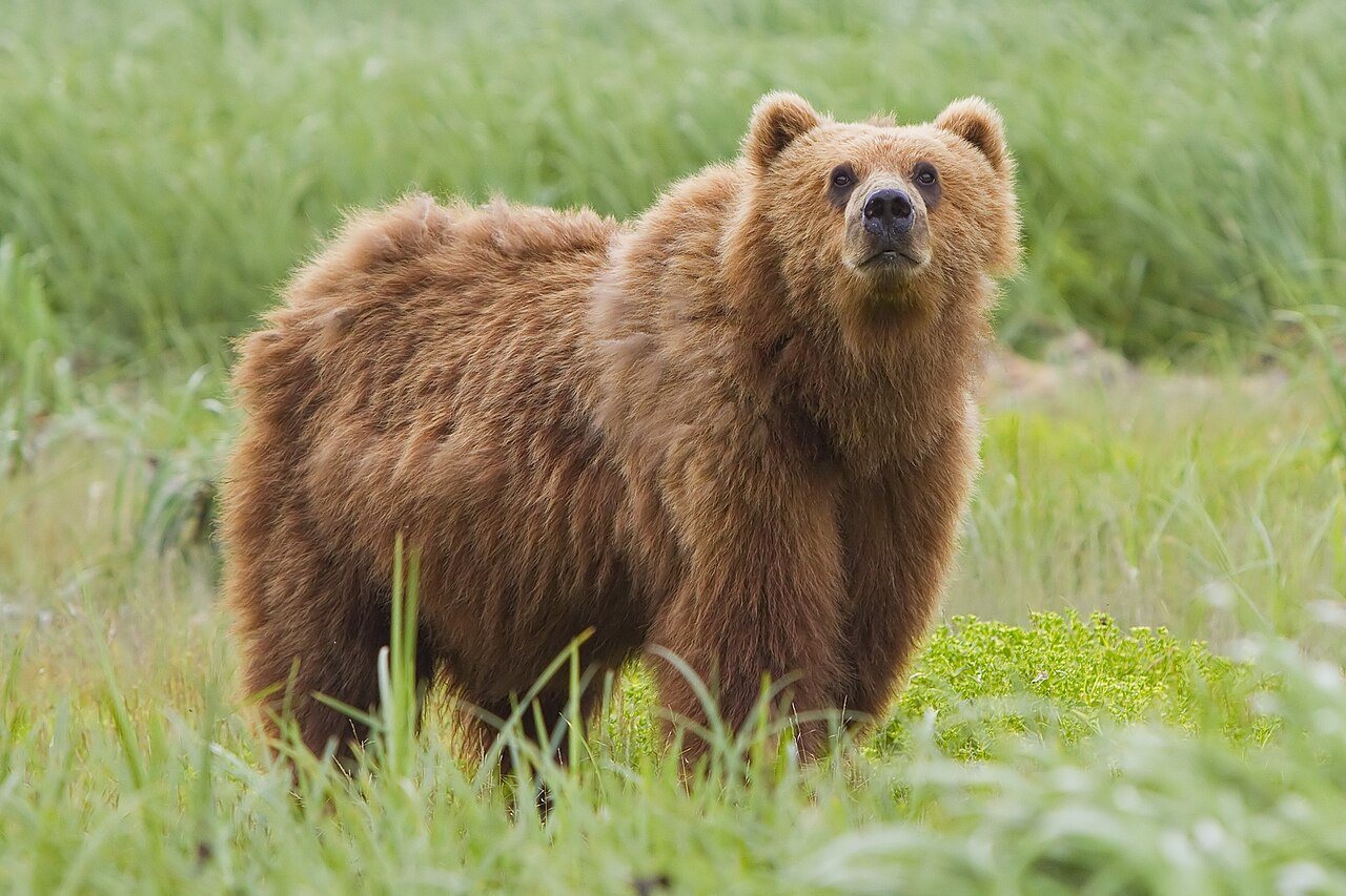 Grizzly Bears Enjoy A Back Scratch! | 20 Years of Planet Earth II | BBC Earth