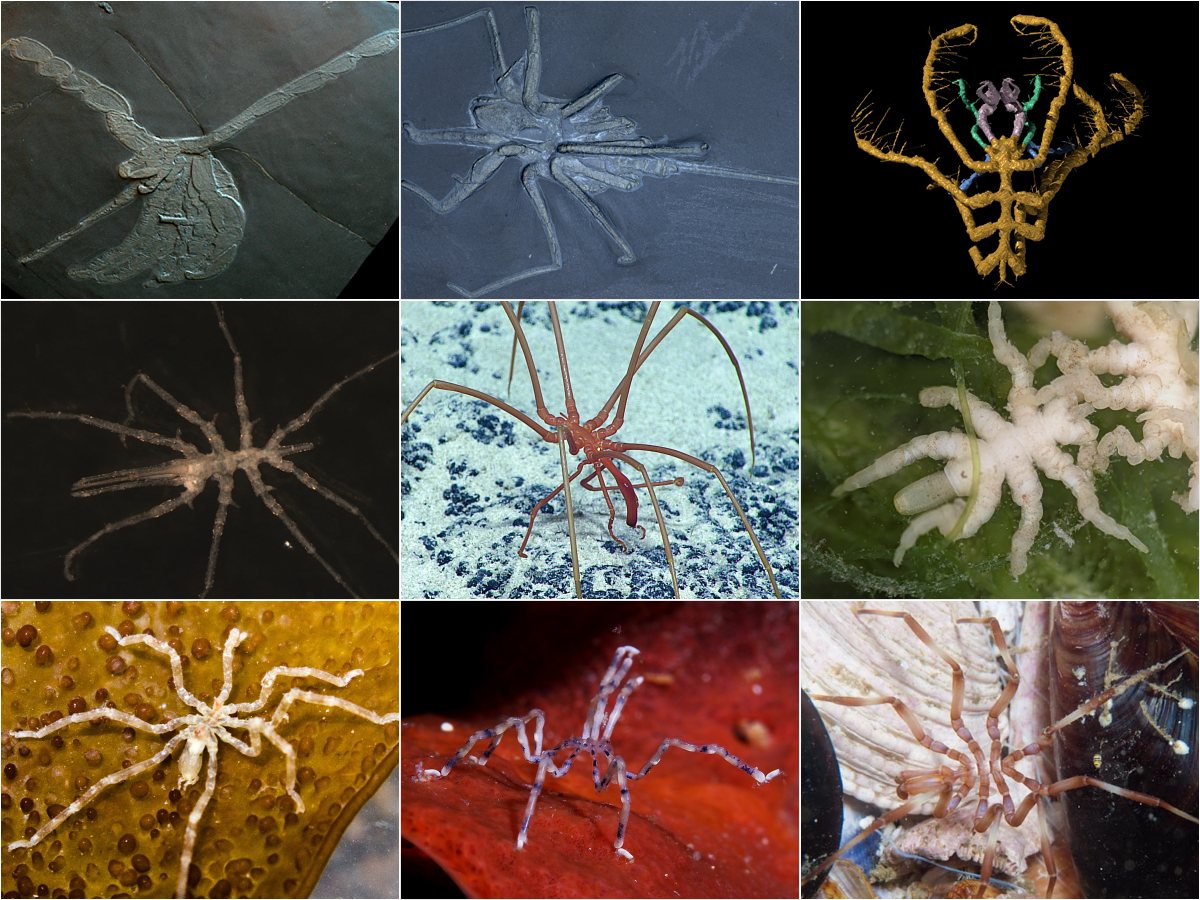 Scientists discovered two bizarre new sea spiders that are “nightmare fuel”