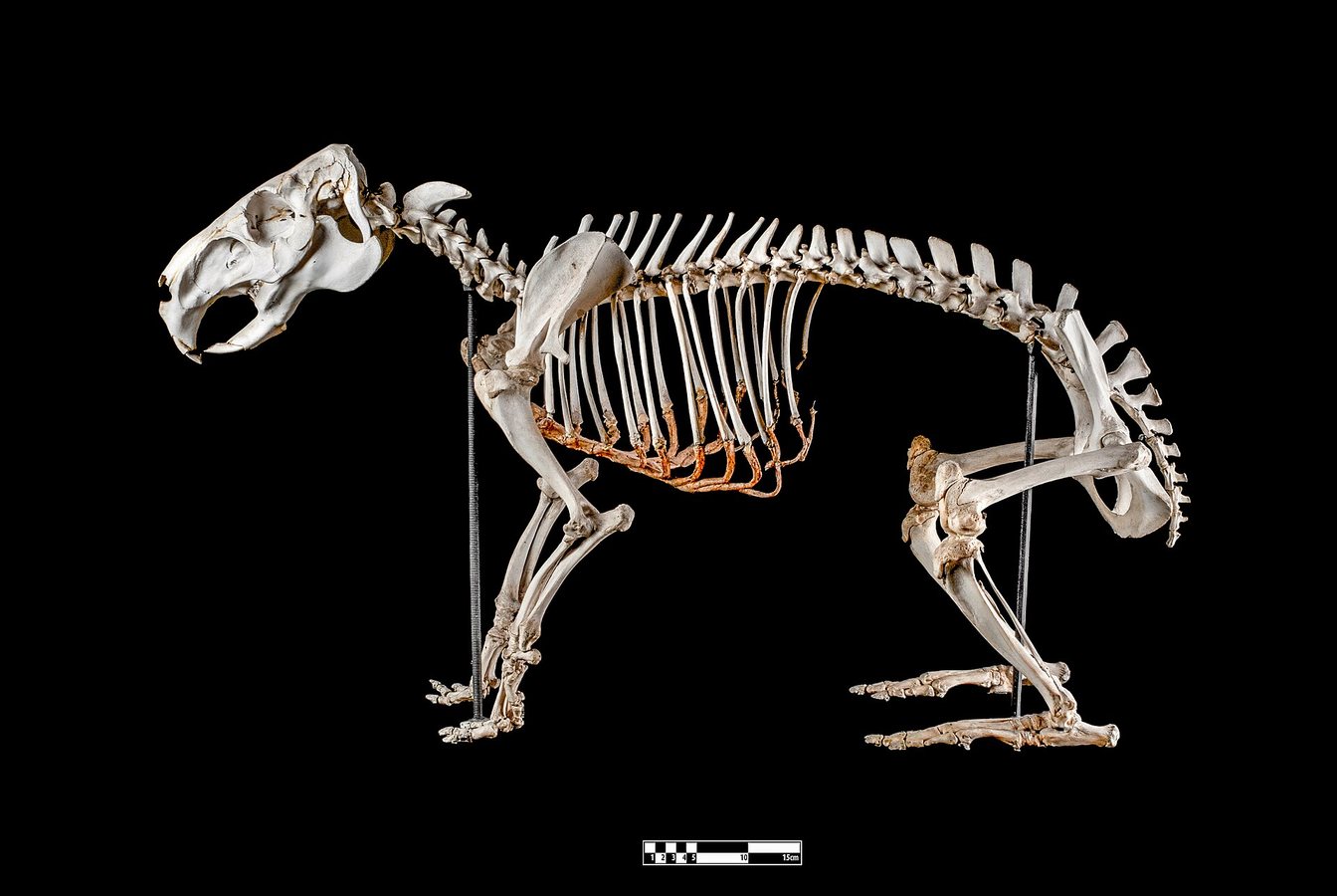Scientists were wrong about this strange mammal for nearly 40 years