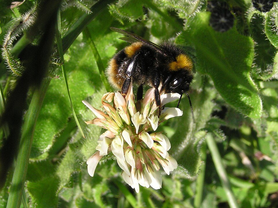 Climate Change Has Already Reduced Bumblebee Habitat Across Europe