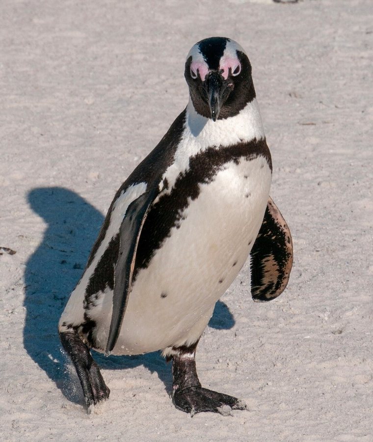 How do you vaccinate 1,000 tiny penguins against bird flu in the wild? It’s ‘really tricky’ but there is a way