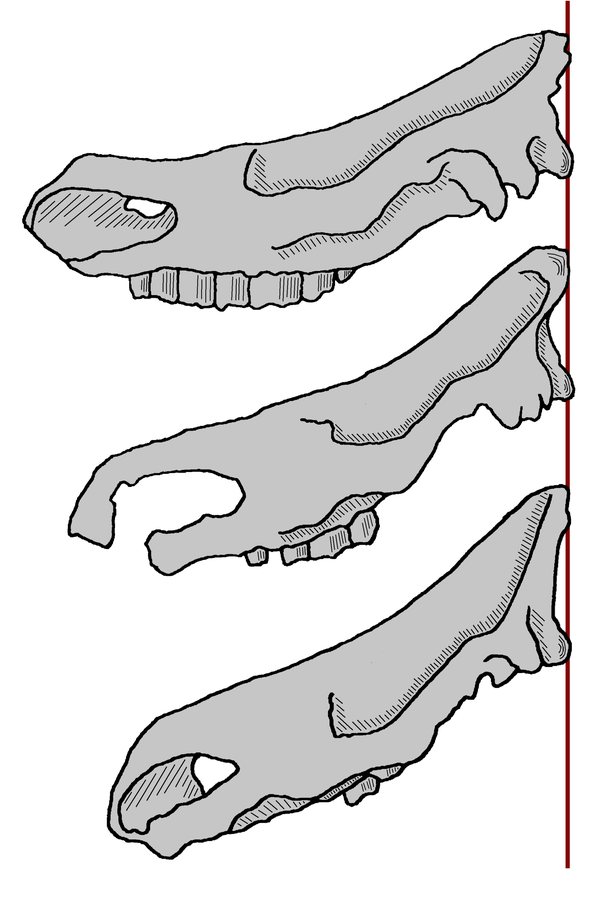 50,000-Year-Old Woolly Rhino Skull Discovered: Ice Age Icon Unearthed in Somerset Cave