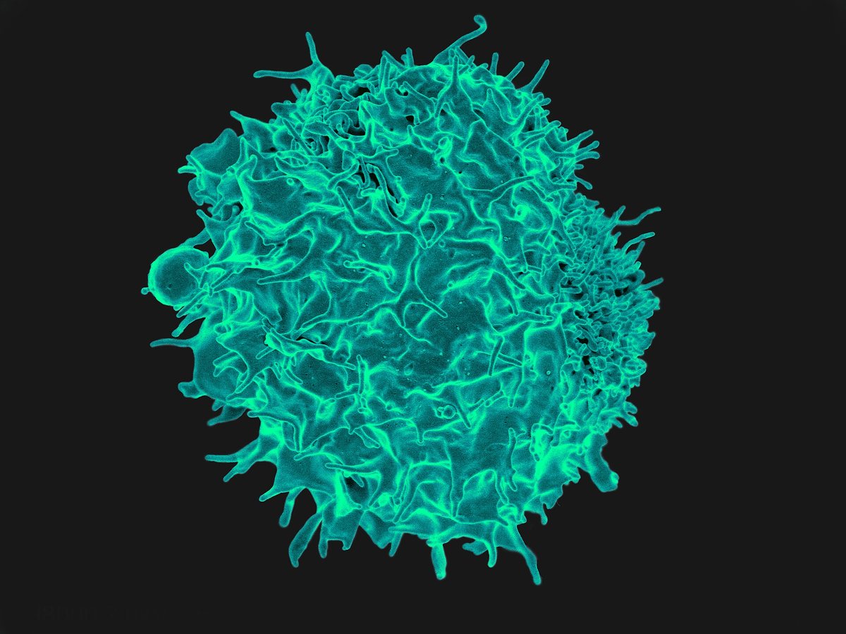 T Lymphocyte (16760076824).jpg