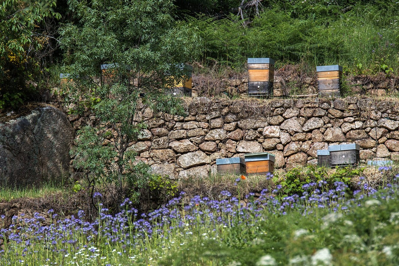 Protecting the pollinators 🐝 #BBCEarth #FixingThePlanet #Nature