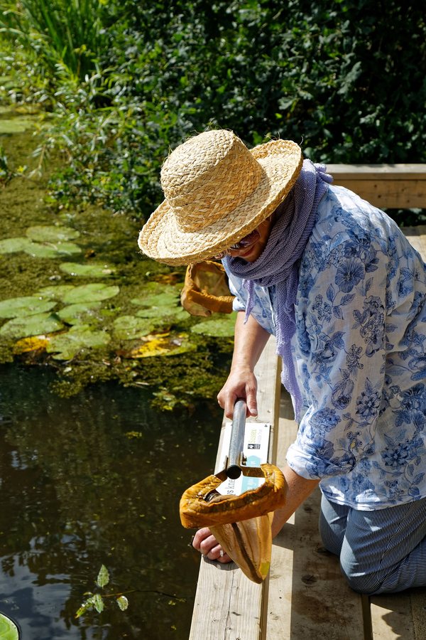 Two damselfly species return to restored woodland