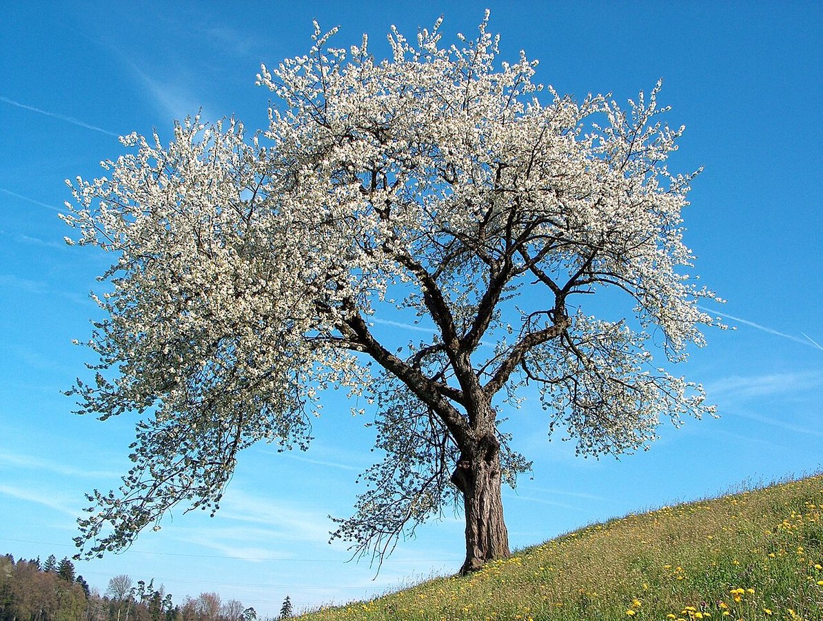 Scientists in Japan replace oil with plant biomass