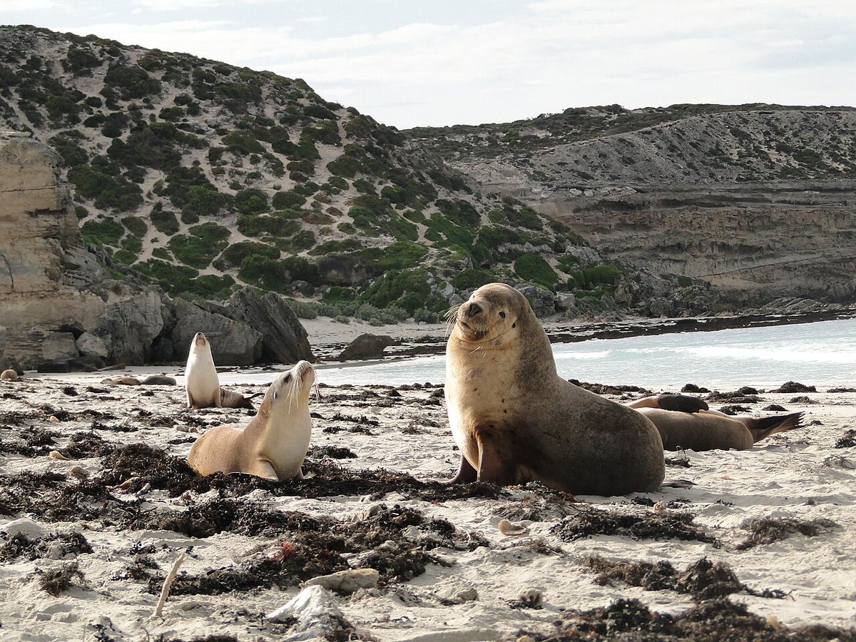 First H5 bird flu death of endangered Australian sea lion recorded amid fears for small population