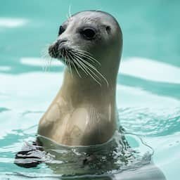 Stichting Zeehondencentrum Pieterburen staat op het punt failliet te gaan