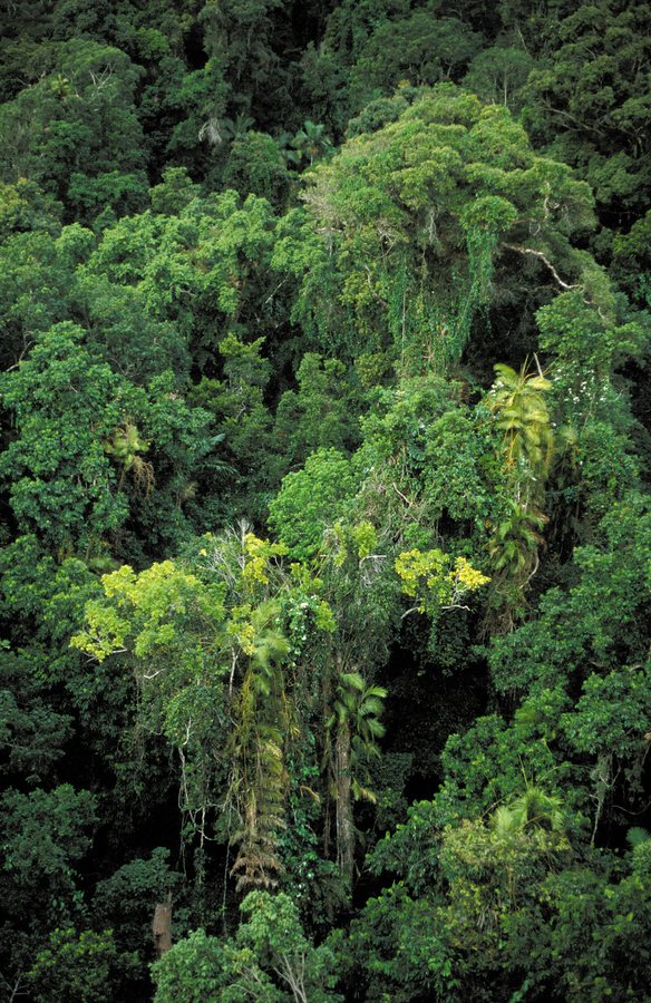 Scientists identify two of the world’s noisiest birds – and they’re as loud as a jackhammer