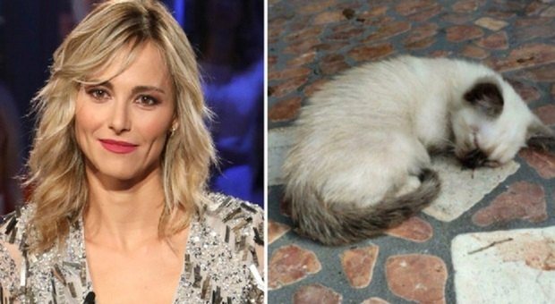Francesca Fialdini salva la gattina Ninfa: la conduttrice ha pagato le sue cure. E ora vuole adottarla