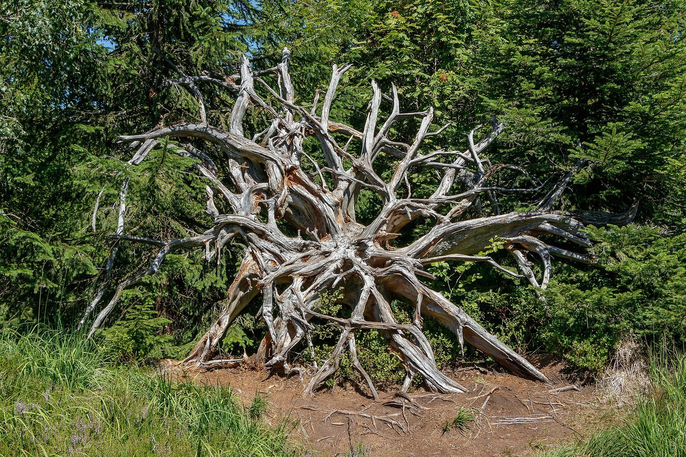 MAZYWOOD