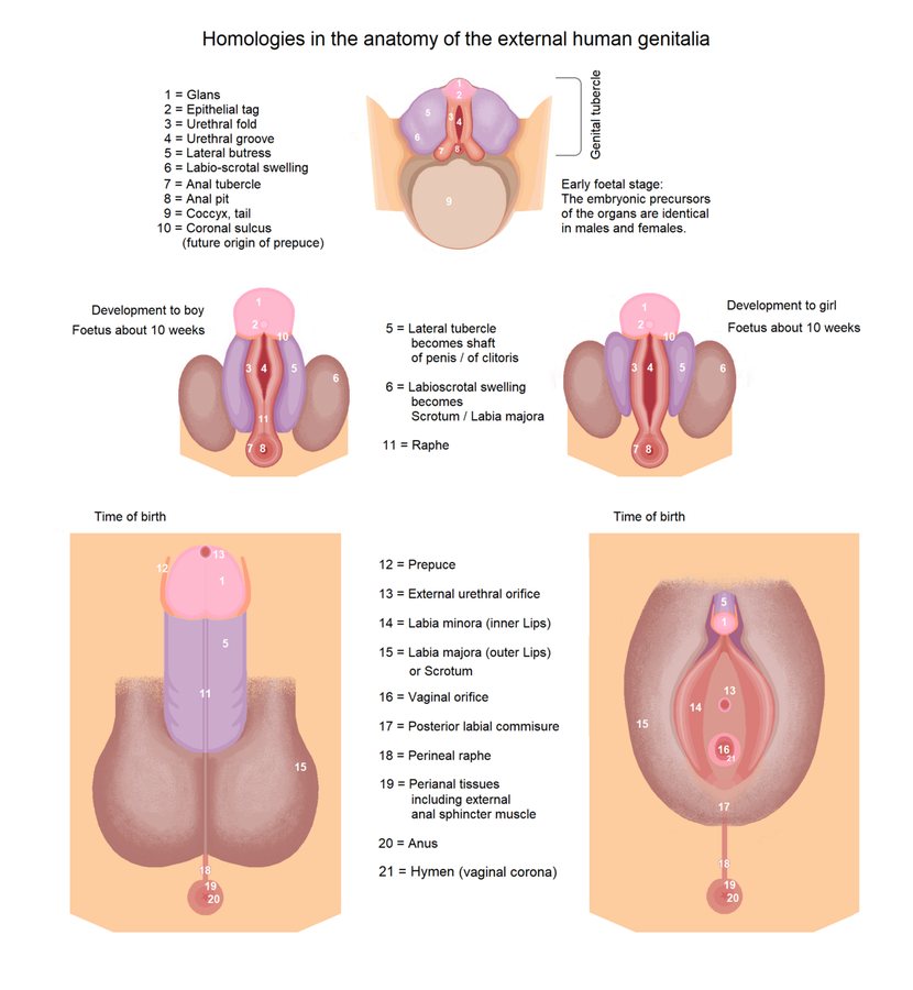 Development of external genitals from the same undifferentiated structures in both sexes, female on the right