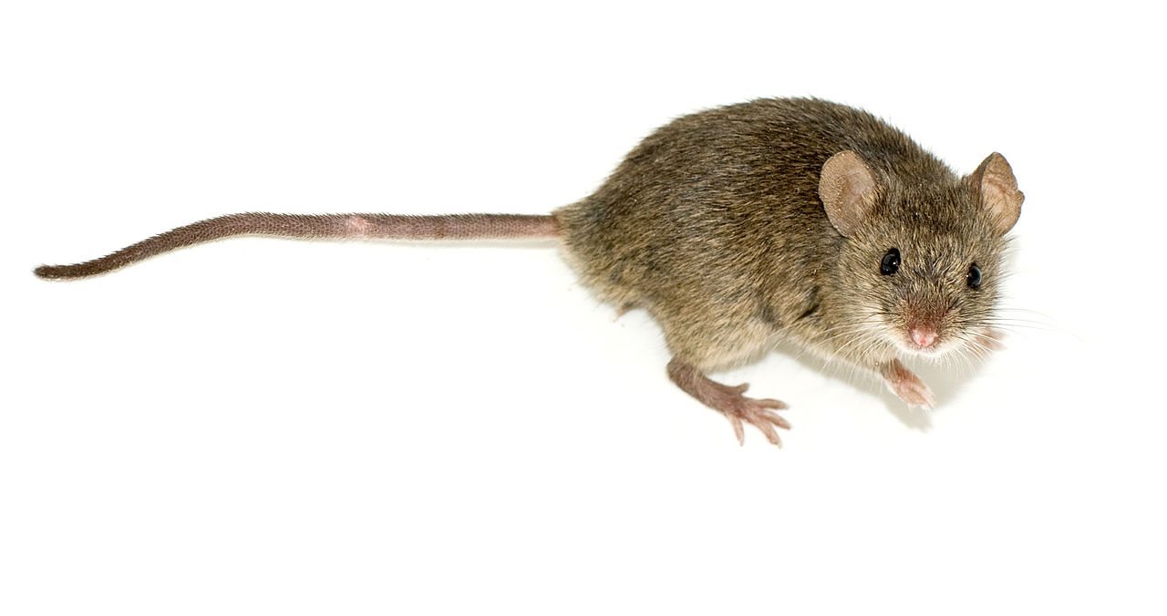 Part-human part-mouse brain developed in science breakthrough